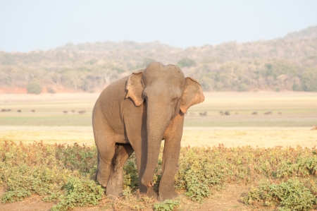 Sri Lankan elephant grazing in the grassland  Characteristic of patches of depigmentation on the elephant s ears and belly can be seen on Sri Lankan elephant の写真素材