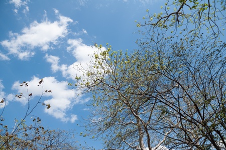 Tree branches with clouds and sky background の写真素材