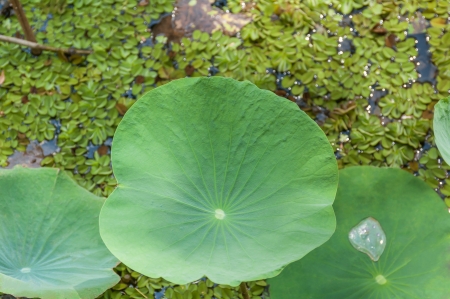 Lotus leaf close up in a pondの写真素材