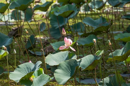 Pink lotus pond in the midday heatの写真素材