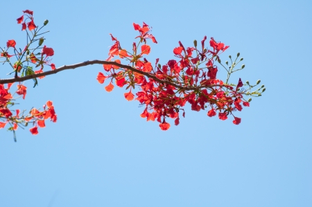Delonix regia or Flame tree branch with blooming red flowers の写真素材