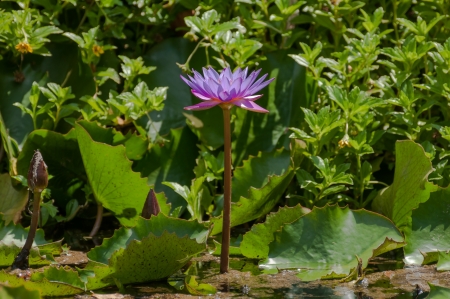 Blue water lily with green leaves backgroundの写真素材