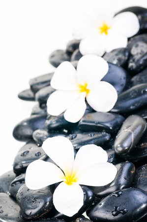White Frangipani flowers on black zen stones with water dropsの写真素材