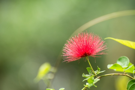Powderpuff flower in the bushes close upの写真素材