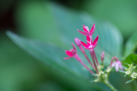 Egyptian Star Cluster flowers close up in a garden