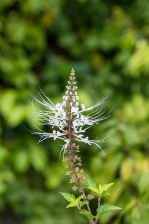 Cat s Whiskers flowers in the herb garden  It is also known as Java Tea plant の写真素材
