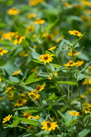 Wedelia or Sphagneticola Trilobata flowers in the garden の写真素材