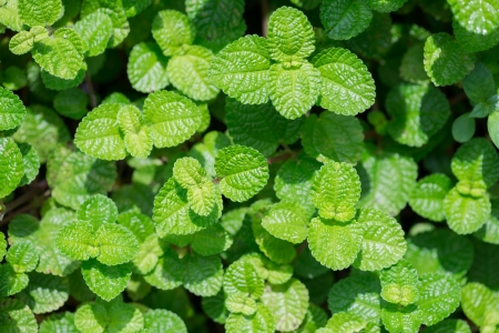 Creeping Charlie green leaves close up の写真素材