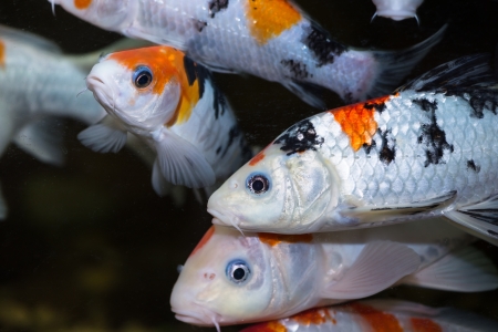 Koi fishes in an aquariumの写真素材