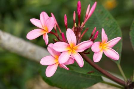 Pink Plumeria flowers after rainの写真素材