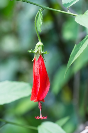 Sleeping hibiscus flower close up  It is also known as Malvaviscus arboreus or Turks cap の写真素材