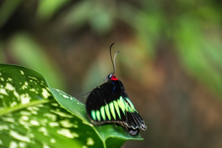 Rajah Brooke birdwing butterfly close up on a green leafの写真素材