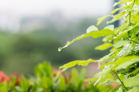 Raindrops on green leaves with blue sky background の写真素材