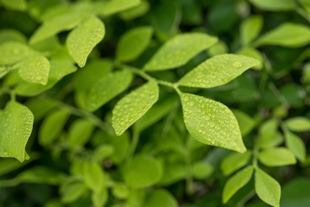 Raindrops on alternate green leaves pattern close up の写真素材