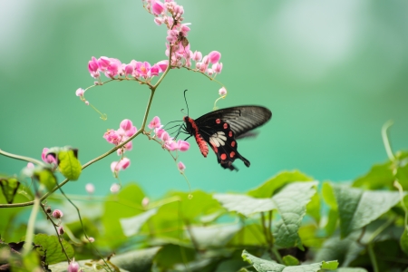 The Common Rose butterfly or Pachliopta aristolochiae asteris feeding on Queen s wreath flowers through its proboscis  の写真素材