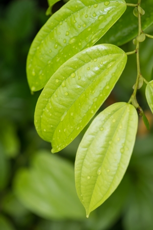 Raindrops on Cinnamon leaves close up in herb gardenの写真素材