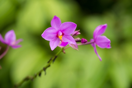 Spathoglottis Plicata or Ground purple orchid in the gardenの写真素材