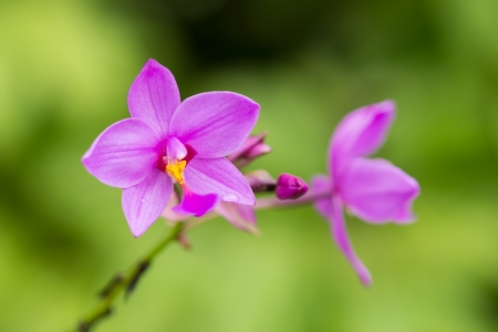 Spathoglottis Plicata purple orchid close-up in the garden  It is also known as Ground Orchid の写真素材