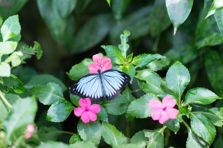The Common Wanderer butterfly, Pareronia Valeria, with its outspread wings on pink flowerの写真素材