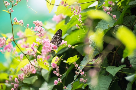 Dark Blue Tiger Butterfly, Tirumala Septentrionis, perching on pink Coral Vine flowers on a sunny...