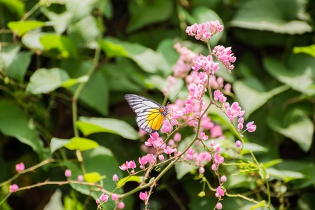 Redspot sawtooth butterfly, Prioneris philonome themana, feeding on the Queen s wreath flowers through its proboscis の写真素材