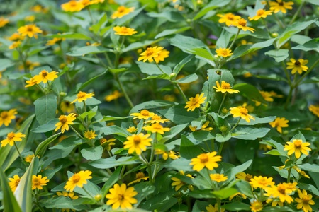 Wedelia or Sphagneticola Trilobata flowers background の写真素材