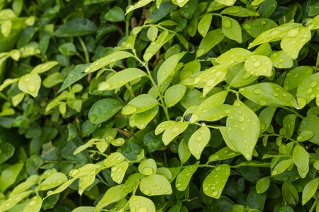 Raindrops on green Murraya Paniculata leaves background  It is also known as Orange Jessamine 