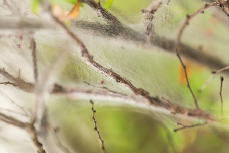 Intricate cobweb natural pattern close-up