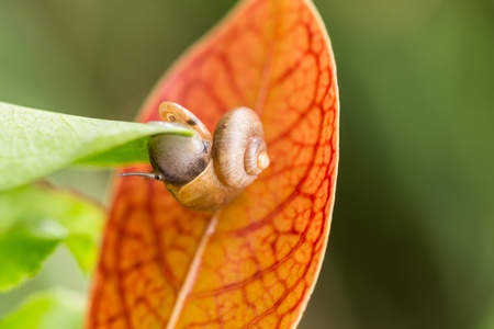 Upside down snail with operculum clinging on to the tip of leaf  の写真素材