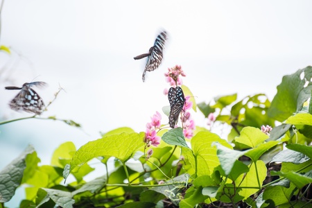 Dark Blue Tiger butterflies flying towards the pink Coral vine flowers with blue sky backgroundの写真素材