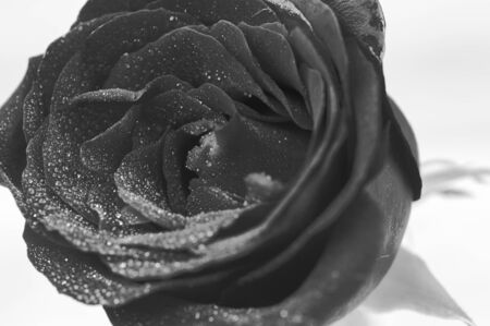 Black and White red rose with glistening water drops close upの写真素材