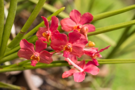 Red Vanda orchids close up の写真素材