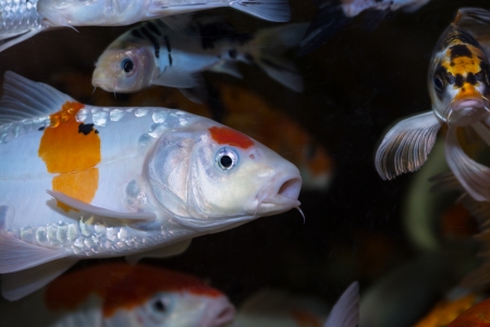 Koi fish close up の写真素材
