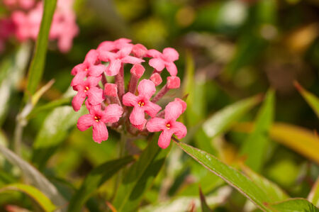 Pink Panama Rose flowers or Rondeletia leucophylla close upの写真素材