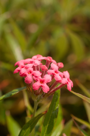 Pink Panama Rose flowers with leaves backgroundの写真素材