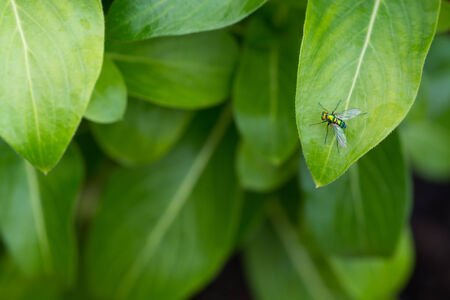 Colorful long-legged fly on green leaf close-upの写真素材