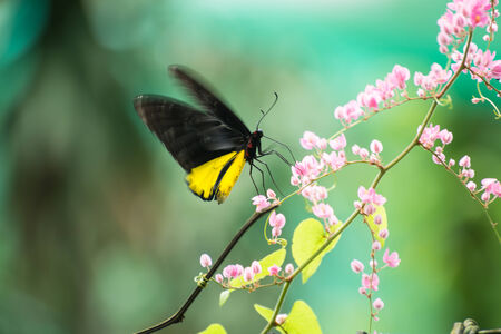 Common birdwing butterfly feeding on the pink flowers while fluttering its wingsの写真素材