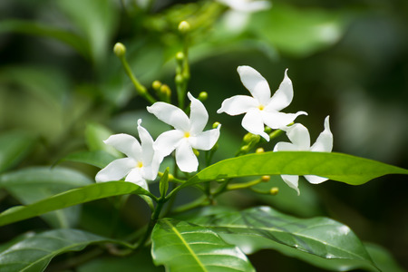 Crepe Jasmine flowers blooming in  the gardenの写真素材