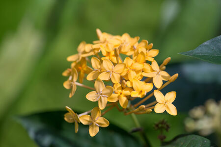 Yellow Ixora flowers in the gardenの写真素材