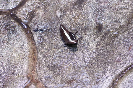 A Banded Swallowtail butterfly puddling on wet stones pavementの写真素材