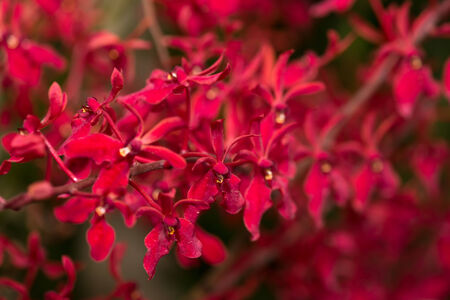 Red Renanthera orchids close-upの写真素材