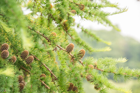 Conifer tree with pine cones in the summer 