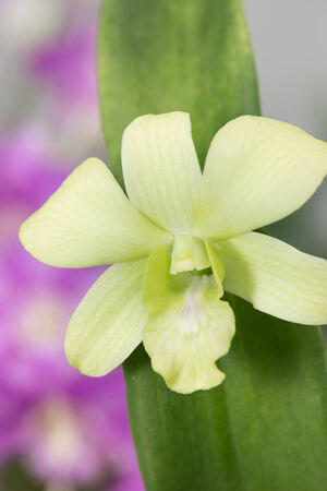 Green Dendrobium orchid with green leaves close-upの写真素材
