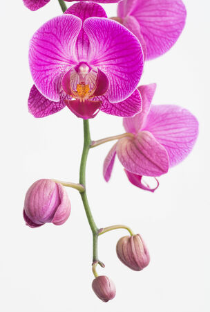 Purple Moth orchids and buds close upの写真素材