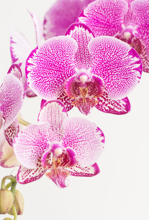 Purple and White Moth Orchidsの写真素材