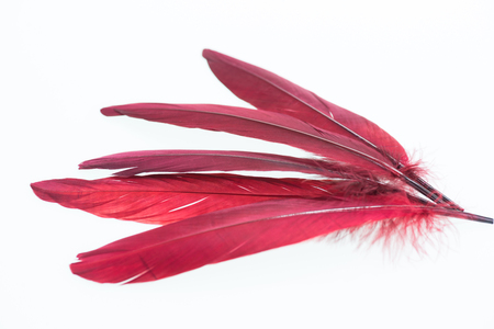 Red feathers close-upの写真素材