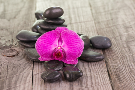 Fuchsia Moth orchid and black stones on weathered deckの写真素材