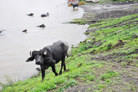 Young water buffalo with a white tuft of hair on the head in Indiaの写真素材