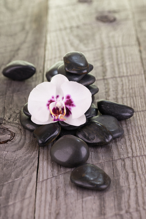 White Moth orchid and black stones on weathered deckの写真素材