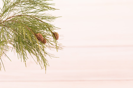 Pine tree branch over paulownia wooden の写真素材